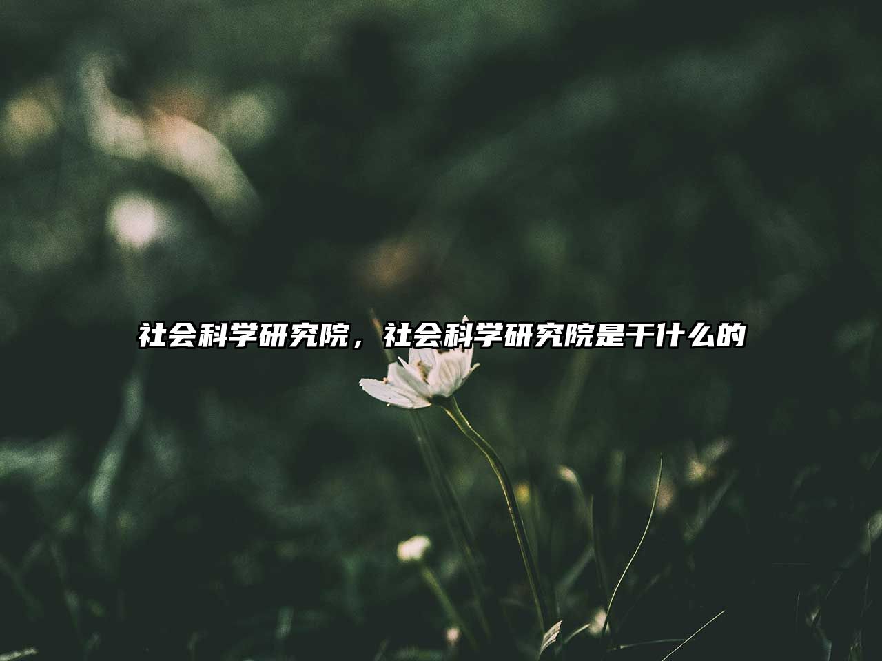 社會(huì)科學(xué)研究院，社會(huì)科學(xué)研究院是干什么的